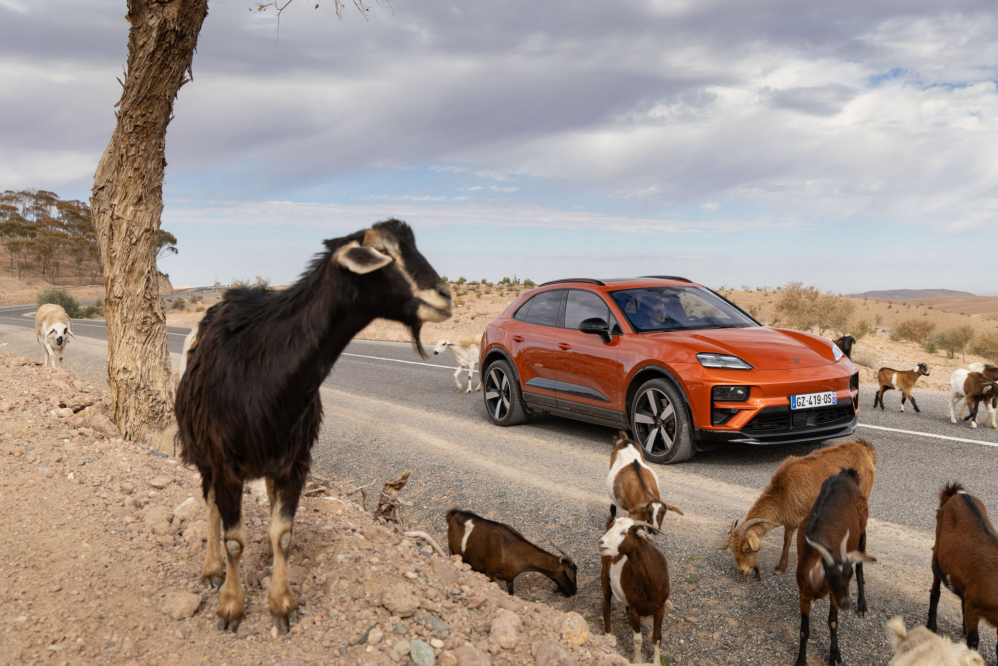 Porsche Macan électrique orange sur une route entourée de chèvres dans le désert d’Agafay